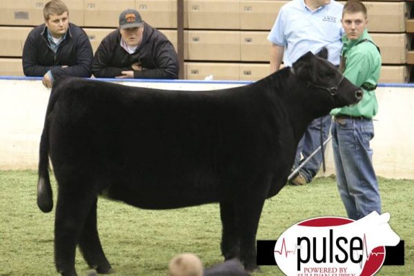 Shelby : Weis Heifer Candid